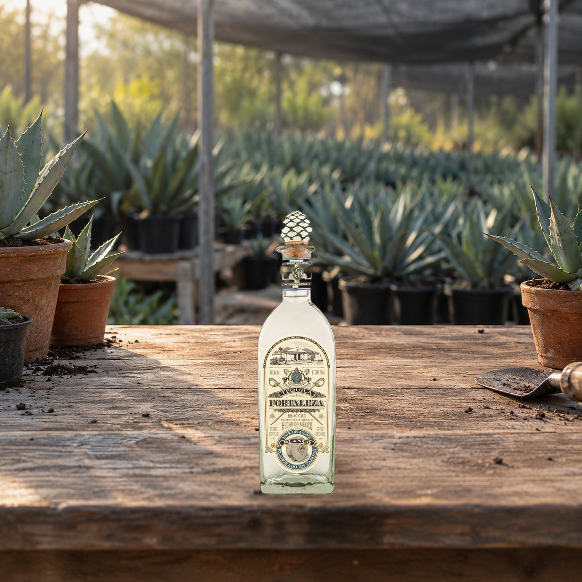 Fortaleza Blanco Tequila agave nursery - Liquor Geeks